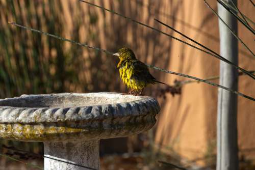 western cape green and yellow bird on gray concrete post during daytime south africa
